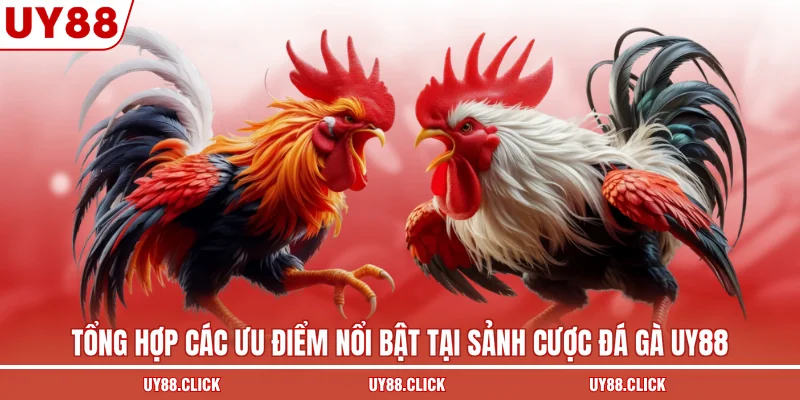 Tổng hợp các ưu điểm nổi bật tại sảnh cược đá gà UY88